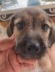 Haya sucht ein passendes Zuhause