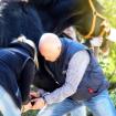 Tiermedizinische Fachangestellte TMFA TFA Pferdewirt/ -in