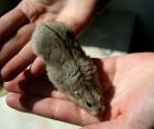 Steppenlemming männl. abzugeben Wuppertal