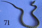 4. 4 Dschungelteppichpython ab 70 Euro