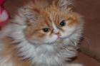 Rot-weiße Perserkatze Lilly 1 Jahr sucht dringend ein neues Zuhause
