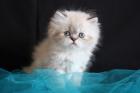 Hamphry of Seal Lion Cat s ab Mitte Oktober abzugeben .