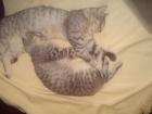 2 Hauskatzen zu verschenken Europäisches Kurzhaar 2 und 3 jahre alt Wundersch