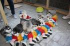 7 Zwerge Reloaded