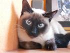 Bildschöne Siam Katze leider sehr ängstlich sucht geduldiges Zuhause