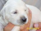 Traumhafte cremfarbene weiße Golden Retriever Welpen