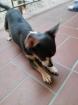 Zwerg Chihuahua blu tan abzugeben