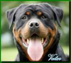 Kraeftige Rottweilerwelpen kupiert