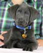 Labrador Retriever premium Welpen light Silber light Charcoal
