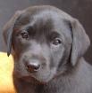 Labrador Retriever Welpen