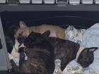 Französische Bulldoggen in HH geboren 27. 7. 21