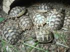 Breitrandschildkröten Nachzucht 2022