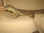 Varanus acanthurus / Stachelschwanswaran