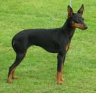 SUCHEN Russian/English Toy Chihuahua oder Zwergpinscher . Jungtier oder ausge