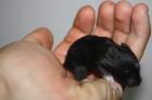 ZAHME und neugierige HAmsterbabys aus Hamsterzucht München van Zeeland .