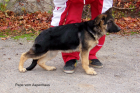 Schäferhundewelpen vom Aspenhaus suchen ein neues zu Hause