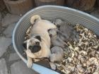 3 beige Mopsmädels freiatmend mit Eltern aufgewachsen