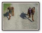 Rhodesian Ridgeback Welpen noch zwei Mädels