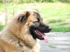 Lieber 3 1/2 jähriger Husky-Retriver Mix sucht neues Zuhause
