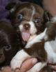 Süßes Glücksbärchen Chihuahua Rüde einzigartig schön