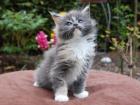 Reinrassiger Maine Coon Katzen