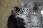 Maine Coon 3 mädels suchen ein zuhause