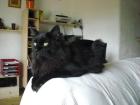 Maine Coon Kater Black smoke sucht neuen Wirkungskreis o. P