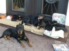 Rottweilerwelpen