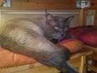 Schöner Siam Thai Kater Deckt Rollige Katzendamen