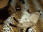 Vorreservieren - 3 Süße reinrassige Siam Seal Point Katzen Weibchen