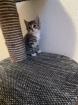 Kleines Bkh Mix Katerchen sucht zu Hause