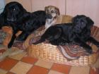 3 zuckersüße aufgeweckte Mischlingswelpen Labrador Jagdterrier abzugeben