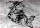 Britisch Kurzhaar - Whiskaskätzchen - Silber Tabby