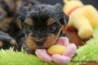 Yorkshire Terrier welpen mit Papieren aus seriöser Hobbyzucht