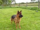 Deutscher Schäferhund Rüde 11 Monate alt