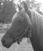 Reitpony-Islandmixstute 3 Jahre Fuchs