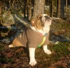Sorgenkind Trudi engl. Bulldogge 10 Wochen