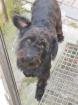 Schnauzermix Lumpi sucht dringend ein zu Hause