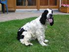 Coccer Spaniel Rüde
