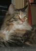 Maine Coon Mädchen