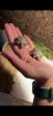 Griechische Landschildkröten