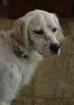 Ivi English Setter. Wir kennen ihre Vergangenheit nicht aber wir können ihre