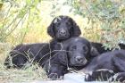 Flatcoated Retriever Welpen für Familie Show und Hundesport