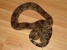Boa Constrictor 100 Het. Albino ENZ 2022