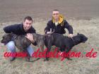 Presa Canario Kennel de la Legion