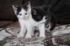 Katzenbabys. Männlich. 6 Wochen alt.