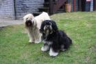 Tibet-Terrier Nachwuchs erwartet