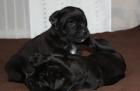 Hunde Welpen Saupacker Molosser mit Papieren .