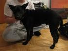 Schöner Labrador Mix geimpft kastriert hundeschule