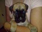 Boxer - Dogo Canario Mix Welpen ab 05. 08. 2022 abzugeben